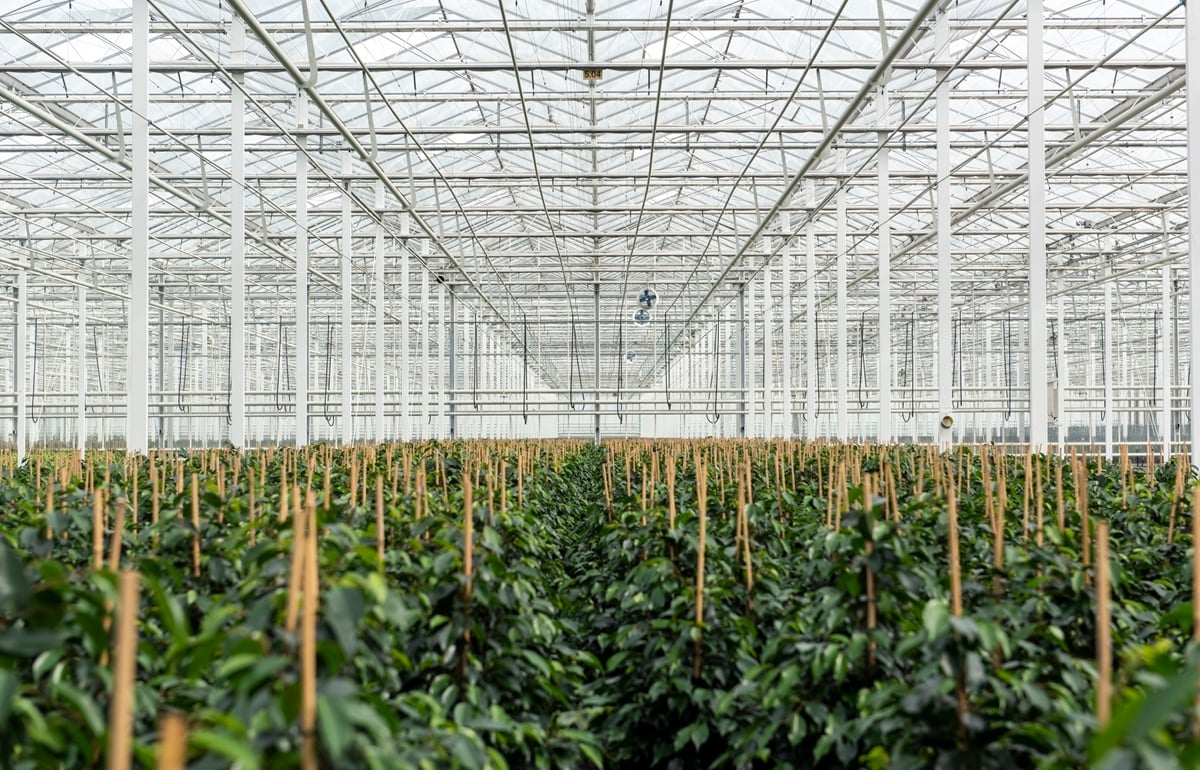 20210913 Plantanious_8097