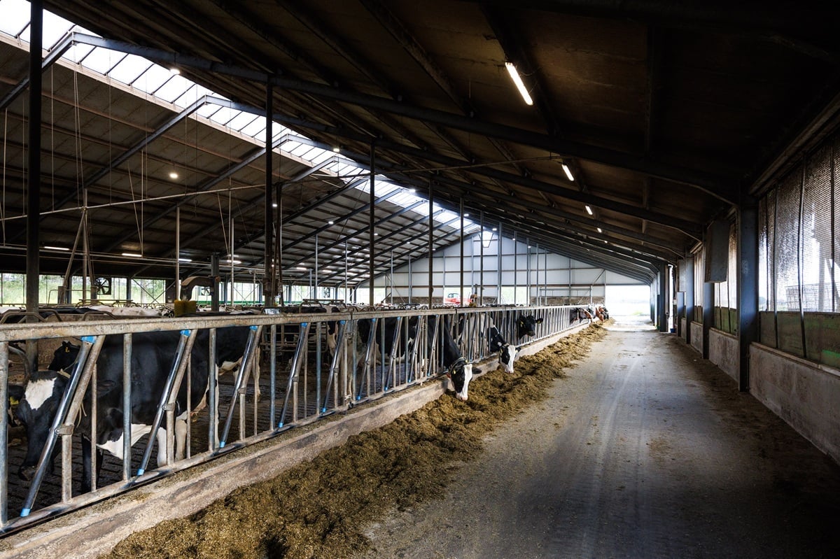 MELKVEEHOUDERIJ HELDER 02